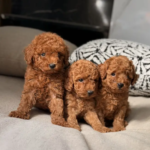 Poodle puppy toypoodle بودل