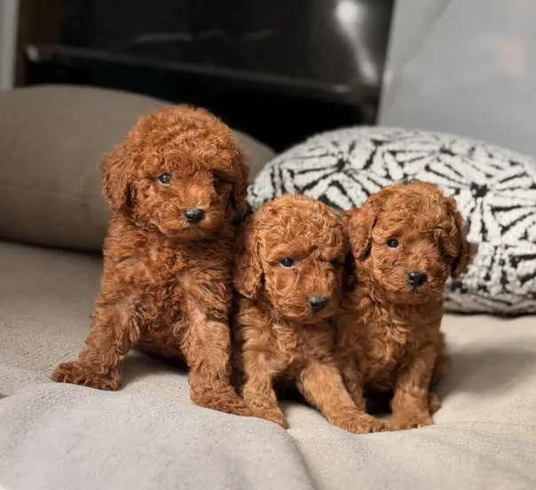 Screenshot-2026-10-20-183029 Poodle puppy toypoodle بودل - الصورة 1