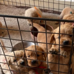 Pure Golden Retriever Puppies