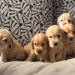 Cocker spaniel كوكر اسبانيل
