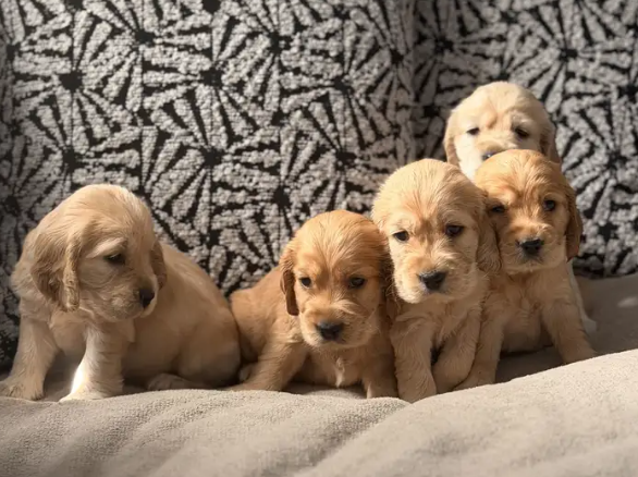 Screenshot-2026-10-20-183634 Cocker spaniel كوكر اسبانيل - الصورة 1